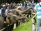 Elephants approach a crowd of tourists at the Maesa Elephant Camp, Thailand