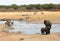 Elephants around a waterhole with Kudu and Zebra in Hwange National Park