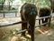 Elephants asia playful Thailand