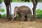 Elephants at Ayutthaya Elephant Camp Thailand