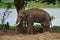 Elephants at Ayutthaya Elephant Camp Thailand