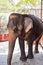 Elephants in Ayutthaya, symbol of Thailand