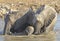 Elephants with babies drinking.