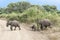 Elephants with baby crossing a trail in Queen Elizabeth National Park with Euphorbia ingens trees,Uganda, Africa