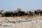 Elephants with baby elephants came to water on the salt marsh. In the foreground are small antelopes