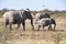 Elephants with a baby in the Etosha Nationalpark