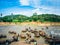 Elephants bathe in the Oya river in Sri Lanka, Pinnawala Elephant Orphanage