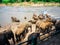 Elephants bathe in the Oya river in Sri Lanka, Pinnawala Elephant Orphanage