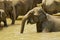 Elephants bathe in a river in Pinnawala, Sri Lanka.