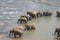 Elephants bathing in river