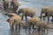 Elephants bathing in river