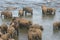 Elephants bathing in river