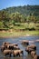 Elephants Bathing in River, Sri Lanka