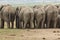Elephants behind