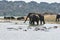 Elephants behind a group of hippopotamus on the Kazinga Channel, Uganda