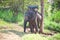 elephants being held captive in an elephant camp  Chiang Mai