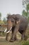 Elephants being reared in the Elephant Village, Surin Province, Thailand.