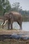 Elephants being reared in the Elephant Village, Surin Province, Thailand.