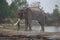 Elephants being reared in the Elephant Village, Surin Province, Thailand.