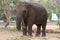 Elephants being reared in the Elephant Village, Surin Province, Thailand.