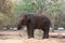 Elephants being reared in the Elephant Village, Surin Province, Thailand.