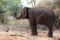 Elephants being reared in the Elephant Village, Surin Province, Thailand.