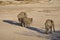 Elephants at the boarder of the salt pan in Etosha Nati