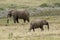 Elephants at Boteilierskop Reserve