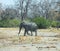 Elephants in Botswana Africa