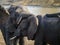 Elephants brothers show their sympathy to each other by leaning on each other