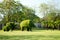 Elephants - Bushes cut to animal figufres in the park of Bang Pa-In Palace