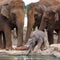 Elephants with calf