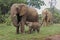 Elephants with calf