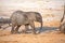 Elephants calf in Botswana