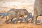 Elephants calf in Botswana