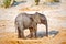 Elephants calf in Botswana