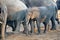 Elephants calf in Botswana