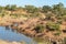 Elephants and Cape buffaloes at a waterhole