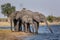 Elephants from Caprivi Strip - Bwabwata, Kwando, Mudumu National park - Namibia