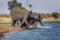 Elephants from Caprivi Strip - Bwabwata, Kwando, Mudumu National park - Namibia