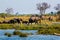 Elephants from Caprivi Strip - Bwabwata, Kwando, Mudumu National park - Namibia