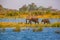 Elephants from Caprivi Strip - Bwabwata, Kwando, Mudumu National park - Namibia