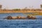 Elephants from Caprivi Strip - Bwabwata, Kwando, Mudumu National park - Namibia