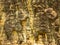 Elephants Carvings in Angkor Wat, Cambodia