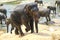 Elephants in chains, cruelty to animals in Pinnawala orphanage S