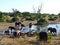 Elephants at Chobe National Park