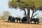 Elephants in Chobe National Park, Botswana