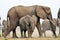 Elephants in Chobe National Park, Botswana