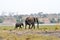 Elephants in Chobe National Park, Botswana