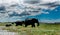 Elephants in Chobe National Park in Botswana, Sub Saharan Africa, Zambia. Zambezi river.